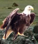 After catching a fish bald eagles bring their meals to shore 